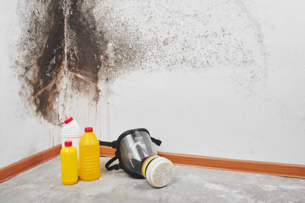 Best Affordable Mold Removal  in Homer, MI