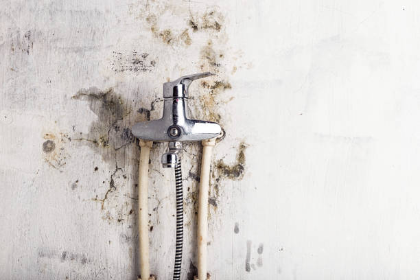 Reliable Homer, MI Mold Removal Solutions