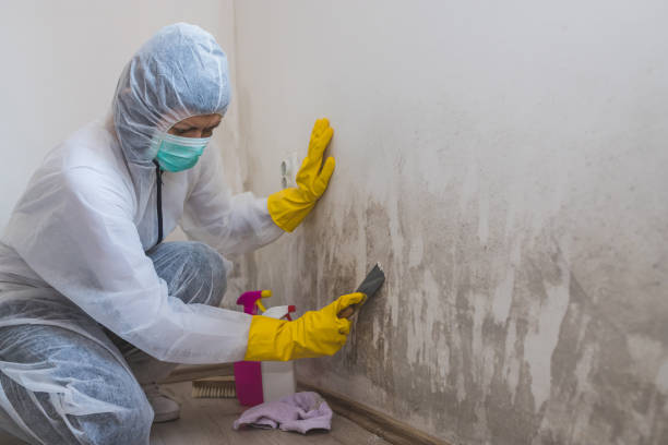 Best Same-Day Mold Removal  in Homer, MI