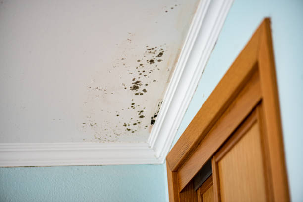 Best Mold Damage Repair  in Homer, MI