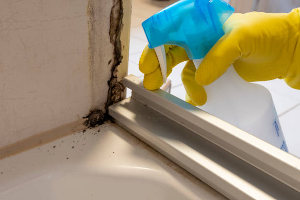 Best Black Mold Removal  in Homer, MI