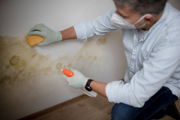 Best Commercial Mold Removal  in Homer, MI