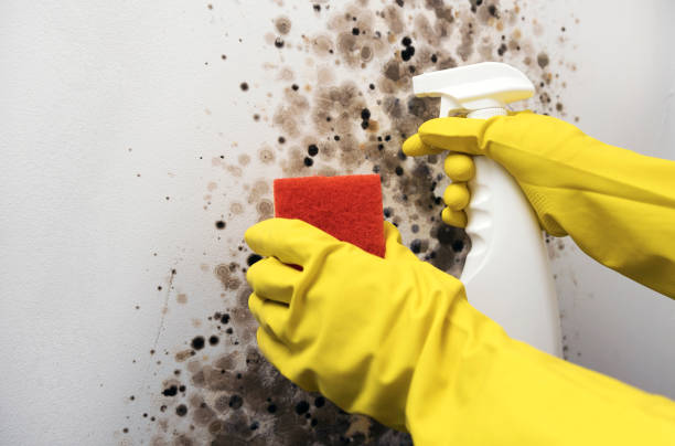 Best Fast Mold Removal  in Homer, MI